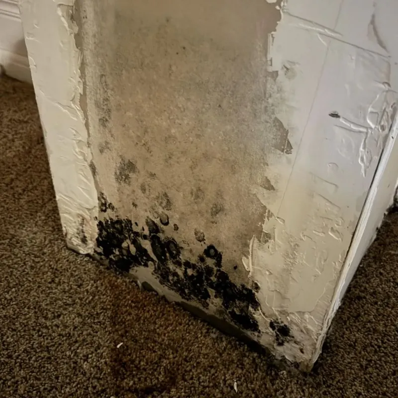 Professional Mold Removal in Dickinson, ND